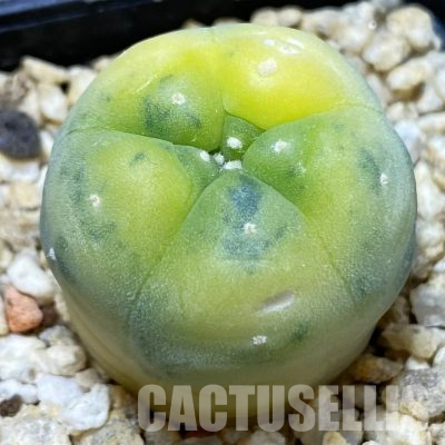 SH29617 Anhalonium frichii f. variegata, seedling, own roots