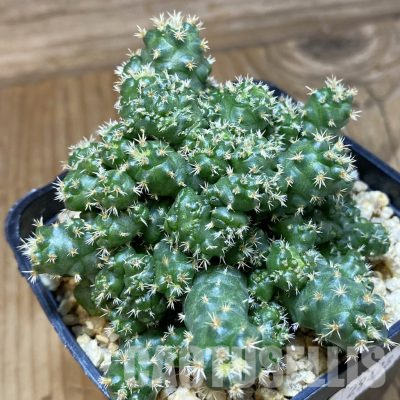 SH29428 Coryphantha bumamma f. monstrosa