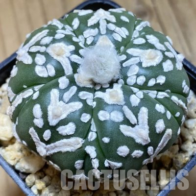 SH29488 Astrophytum asterias ‘Super Kabuto’ V-type f. nudum, 5-ribs