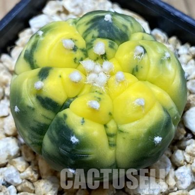 SH31163 Astrophytum asterias ‘Kikko’ f. variegata, 6-ribs