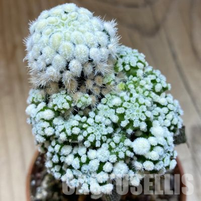 SH18684 Mammillaria duwei f. monstrosa, grafted