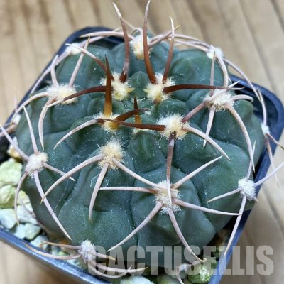 SH5131 Gymnocalycium ochoterenae VG250