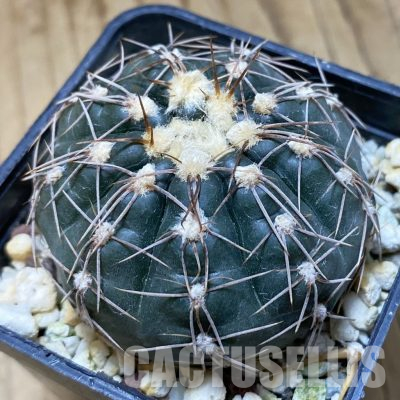 SH504 Gymnocalycium taningaense VG 306