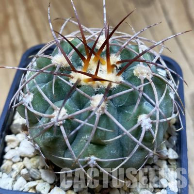 SH22387 Gymnocalycium mazanense P30