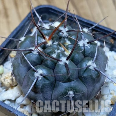 SH21932 Gymnocalycium nogolense VG 412