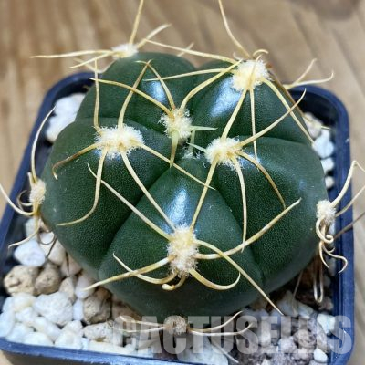 SH18545 Gymnocalycium denudatum, select form