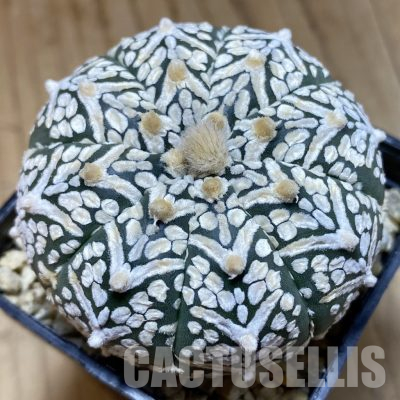 SH29489 Astrophytum asterias ‘Super Kabuto’ V-type