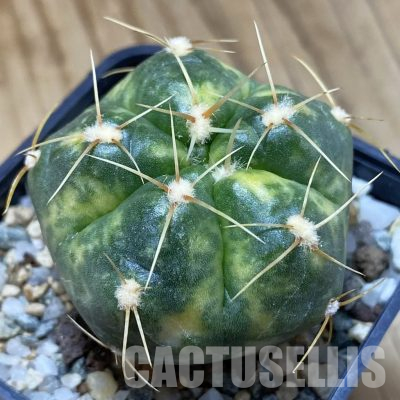 SH20116 Gymnocalycium horstii f. variegata