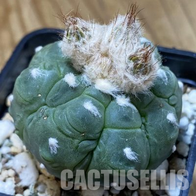 SH20840 Astrophytum asterias ‘Kikko Lizard Skin’
