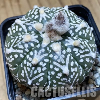 SH20488 Astrophytum asterias ‘Super Kabuto’ V-type f. nudum