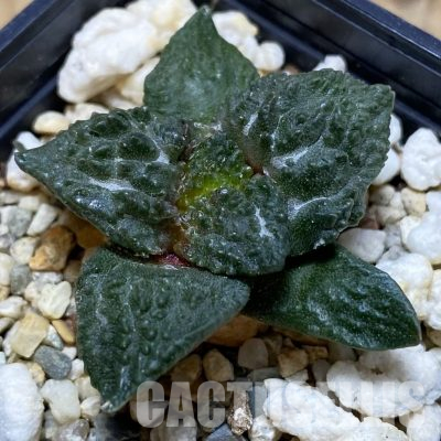 SH21939 Ariocarpus fissuratus ‘Godzilla’ hybrid, seedling