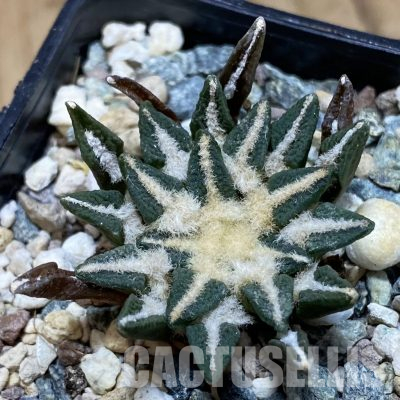 SH24344 Ariocarpus kotschoubeyanus hybrid, own roots
