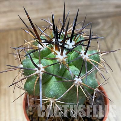 SH18339 Copiapoa alticostata SI-50-24, grafted