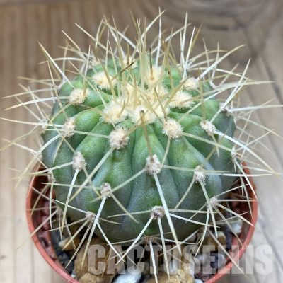 SH18658 Copiapoa gigantea SI-39-24, grafted