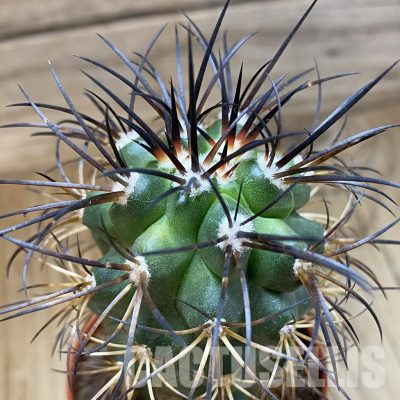SH18309 Copiapoa schulziana SI-12-24, grafted