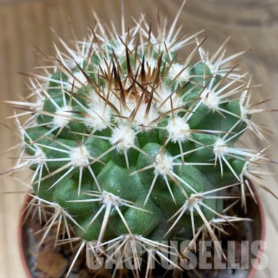 Copiapoa