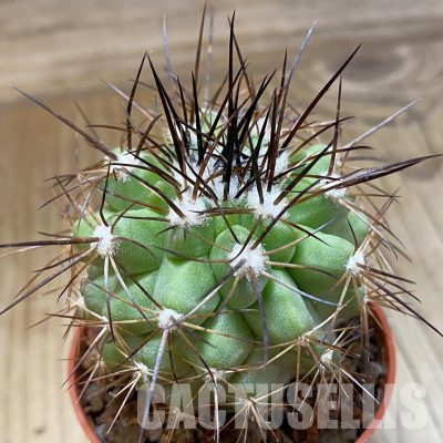 SH18340 Copiapoa gigantea SI-41c-24, grafted