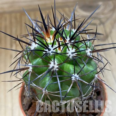 SH18338 Copiapoa alticostata SI-50-24, grafted