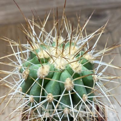 SH18315 Copiapoa haseltoniana 'Eremophila' GCG15279, grafted