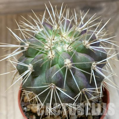 SH18634 Copiapoa gigantea GCG15004, grafted