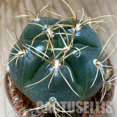 SH18679 Gymnocalycium denudatum 'Jan Juba' seedling