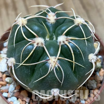 SH18259 Gymnocalycium denudatum 'Jan Suba' seedling