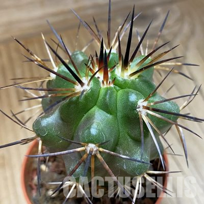 SH18650 Copiapoa alticostata SI-50-24, grafted