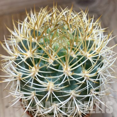 SH1152 Pyrrhocactus eriosyzoides seedling, grafted