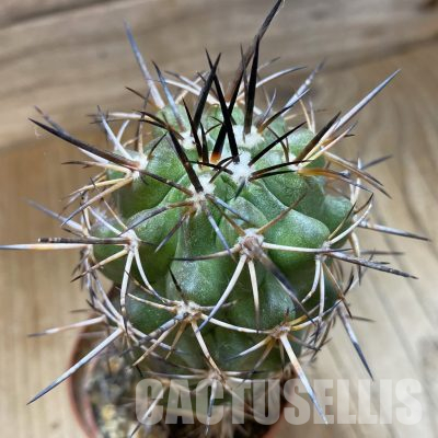 SH1095 Copiapoa coquimbana v. alticostata GCG 15005, grafted