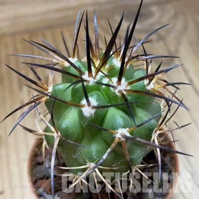 SH18651 Copiapoa alticostata SI-50-24, grafted