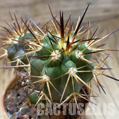 SH18649 Copiapoa alticostata SI-50-24, grafted