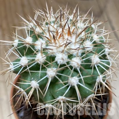 SH18648 Copiapoa cinerascens GM2211, grafted