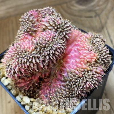 SH29597 Gymnocalycium mihanovichii variegata f. cristata, own roots, seedling