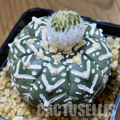 SH30578 Astrophytum asterias ‘Super Kabuto’ V-type f. nudum