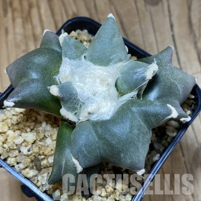 SH29776 Ariocarpus retusus 'Three Finger', own roots seedling