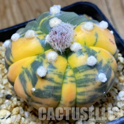 SH29478 Astrophytum asterias ‘Kikko’ f. variegata, 5-ribs