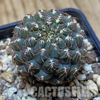 SH19259 Sulcorebutia callichroma HS 078
