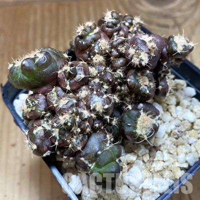 SH29901 Gymnocalycium mihanovichii ‘Cauliflower Coral’
