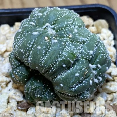 SH29909 Astrophytum asterias f. cristata