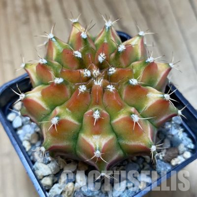 SH29042 Gymnocalycium mihanovichii ‘Neon’ hybrid, seedling
