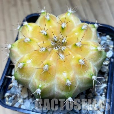 SH27158 Gymnocalycium mihanovichii ‘Neon’ hybrid