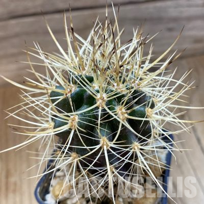 SH4986 Neoporteria eriosyzoides