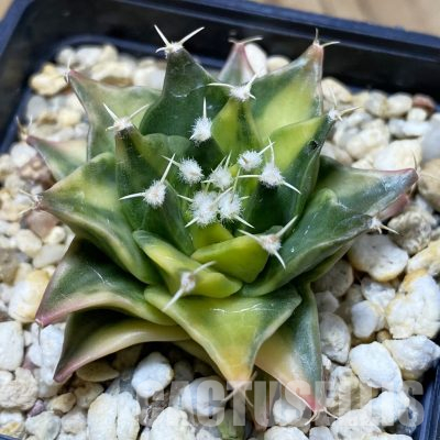 SH4911 Obregonia denegrii f. variegata