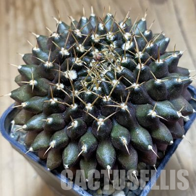 SH10338 Gymnocalycium mihanovichii ‘inermis’