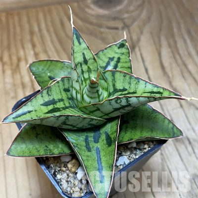 SH36108 Sansevieria 'Kaisar' hybrid