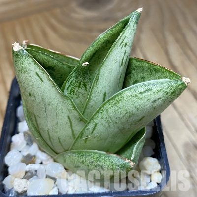 SH36109 Sansevieria 'Big Ball'