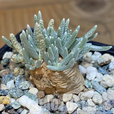 SH36111 Avonia alstonii