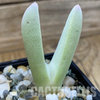SH36113 Cheiridopsis candidissima