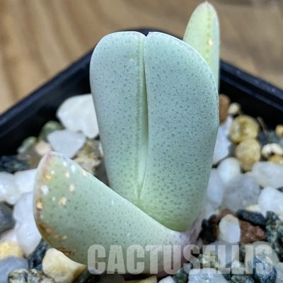 SH36114 Cheiridopsis derenbergiana PV 436