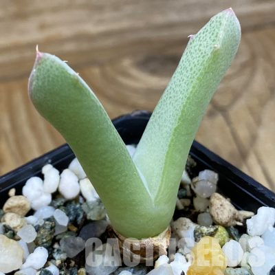 SH36115 Odontophorus angustifolius